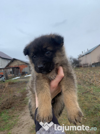 Donez căței găsiți 