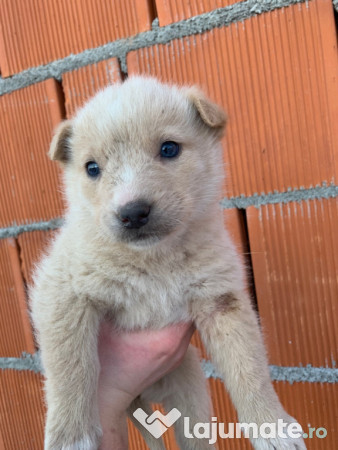 Donez căței găsiți 