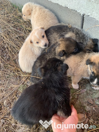 Donez căței găsiți 