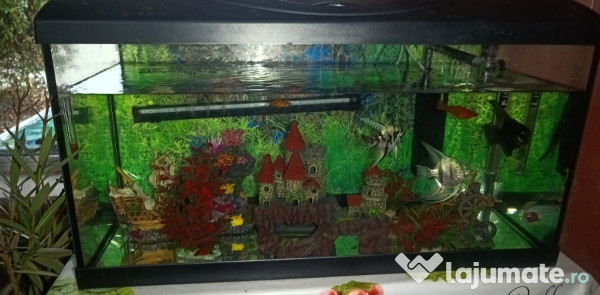Acvariu pești și accesorii 