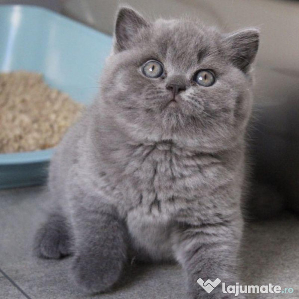 British shorthair puiuți 