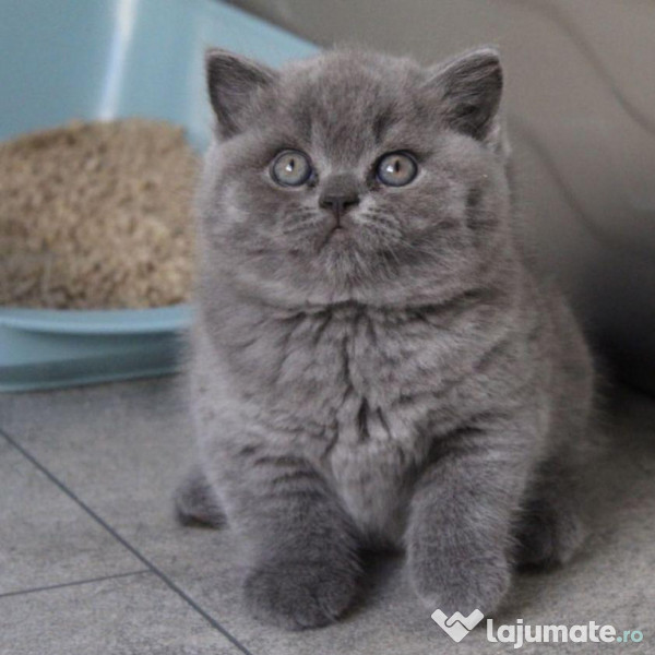 British shorthair puiuți 