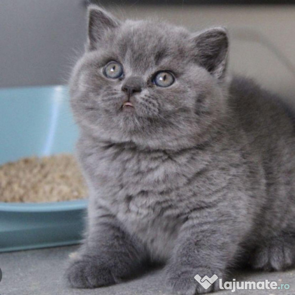British shorthair puiuți 