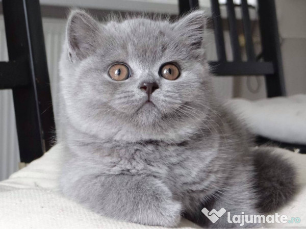 British shorthair puiuți 