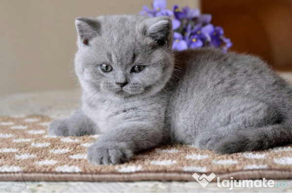 British shorthair puiuți 