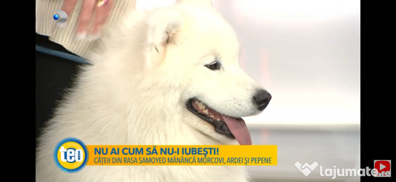 Pui Samoyed din părinți campioni, mascul foarte energic 