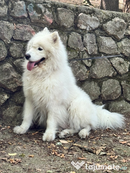 Pui Samoyed din părinți campioni, mascul foarte energic 