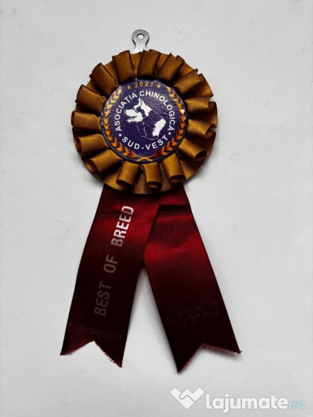 Pui Samoyed din părinți campioni, mascul foarte energic 