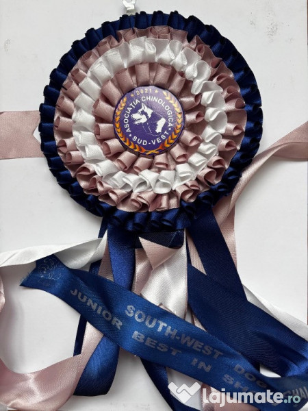 Pui Samoyed din părinți campioni, mascul foarte energic 