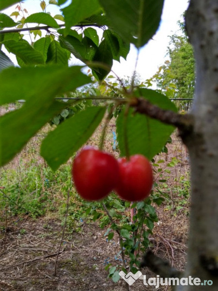 Pomi fructiferi la Balot 3-4 ani 