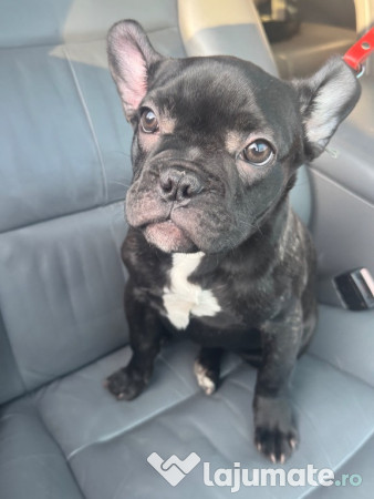 Bulldog francez blue 