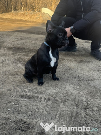 Bulldog francez blue 