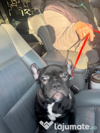 Bulldog francez blue 