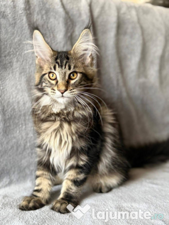Maine coon frumoși 