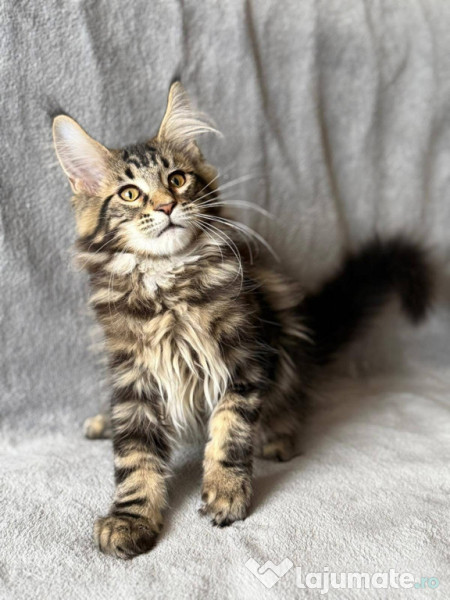 Maine coon frumoși 