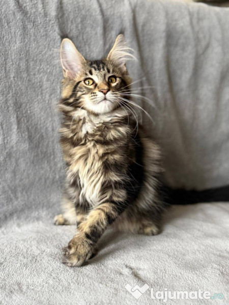 Maine coon frumoși 