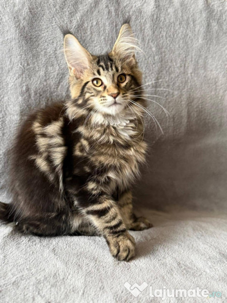Maine coon frumoși 