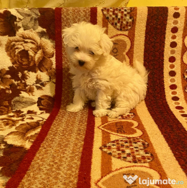 Bichon Maltez baiat 7 săptămâni! 