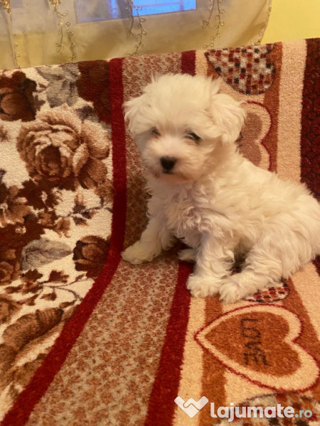 Bichon Maltez baiat 7 săptămâni! 