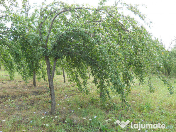 Tuica palinca jinars de prune calitate fara concurenta 