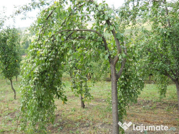 Tuica palinca jinars de prune calitate fara concurenta 