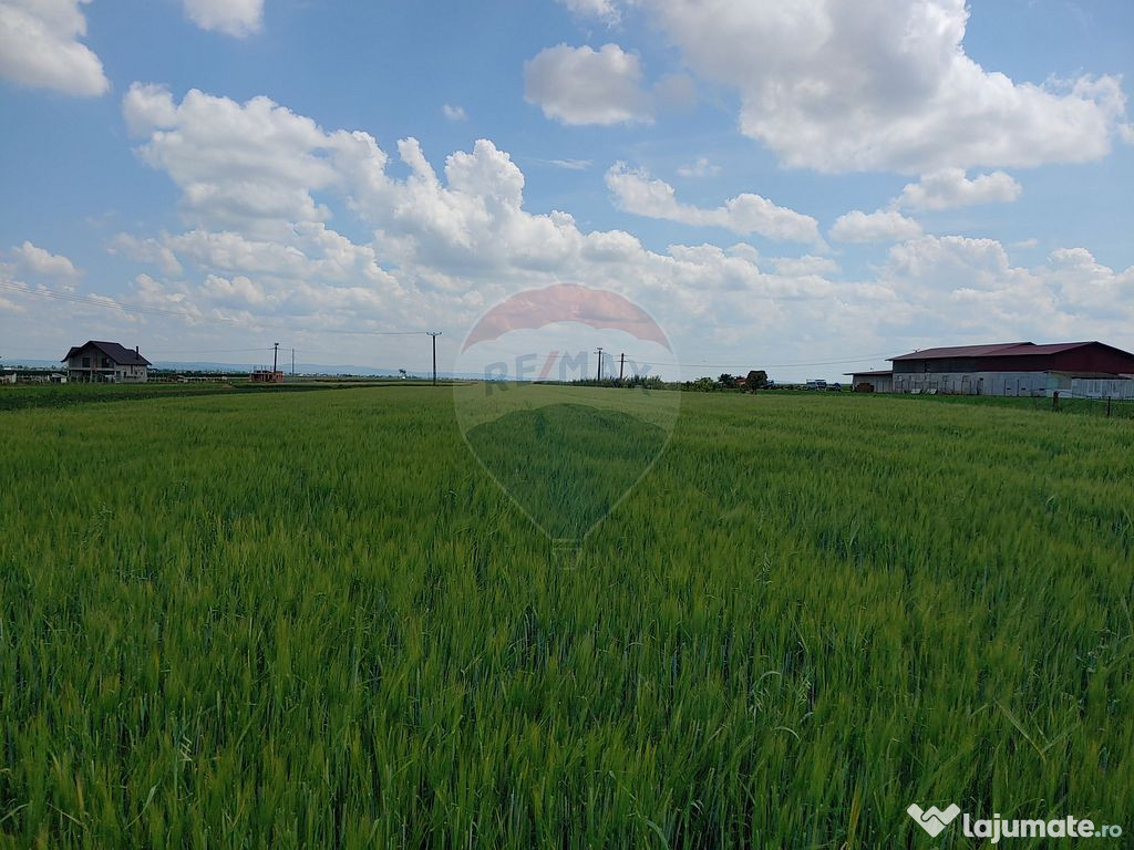 Teren intravilan 6,600mp Dumbraveni / Strada Principala s... 