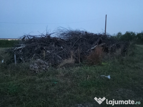 Lemne prun defrisare 