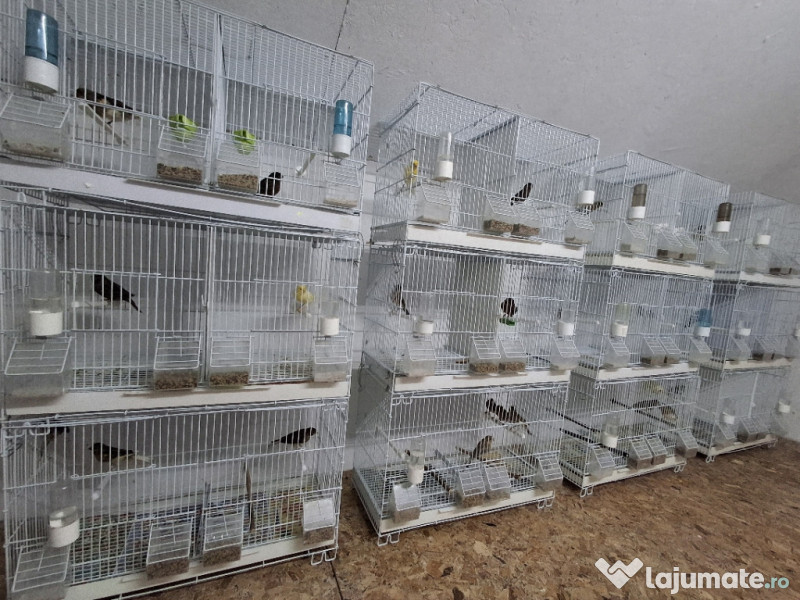 Canari diferite culori 