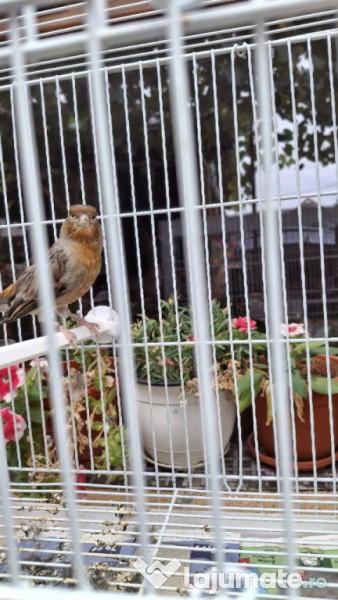 Canari diferite culori 