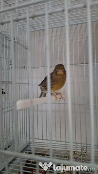 Canari diferite culori 