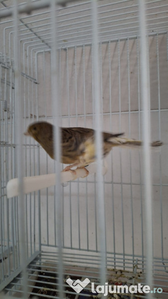 Canari diferite culori 