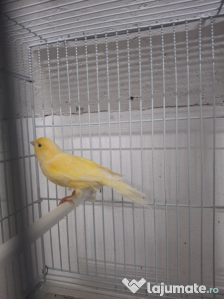 Canari diferite culori 