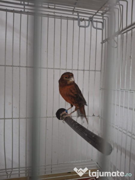 Canari diferite culori 