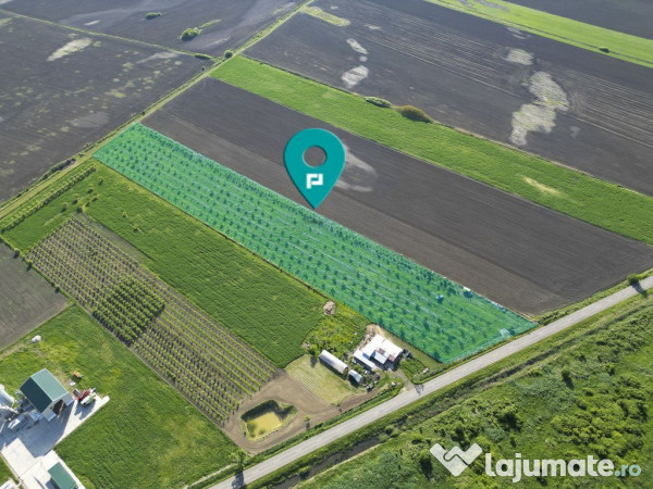 Livadă de nuci și pruni 2.4ha în Variașu Mare 