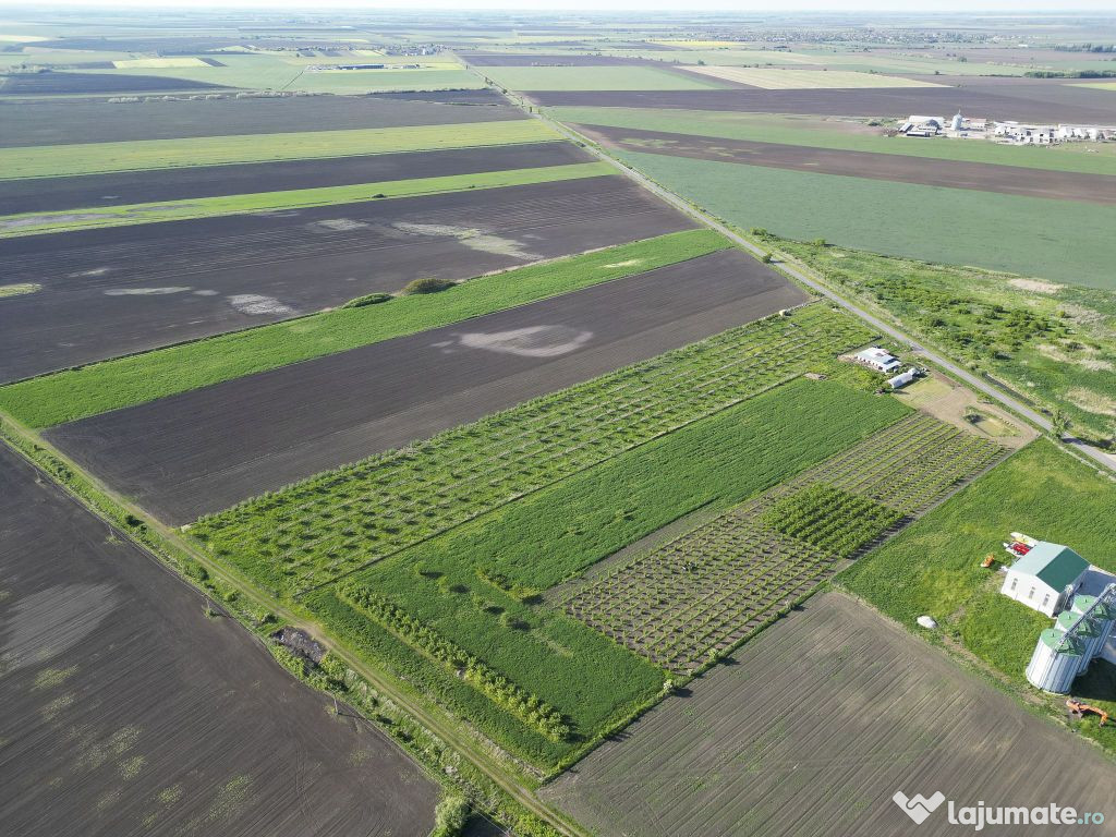 Livadă de nuci și pruni 2.4ha în Variașu Mare 