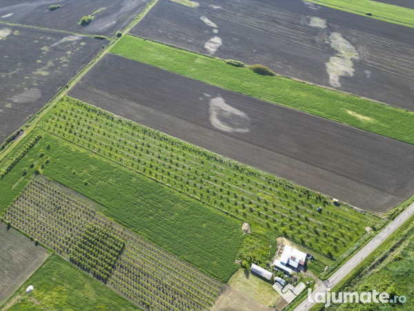 Livadă de nuci și pruni 2.4ha în Variașu Mare 