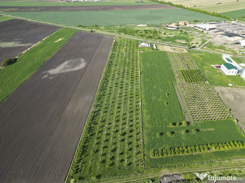 Livadă de nuci și pruni 2.4ha în Variașu Mare 