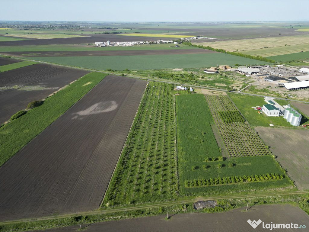 Livadă de nuci și pruni 2.4ha în Variașu Mare 