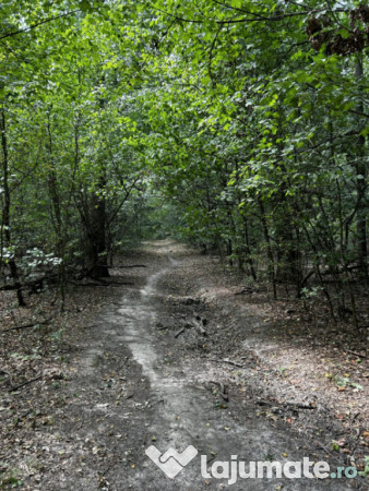 Raritate absolută: Teren 20.000 mp în inima Padurii Bănea