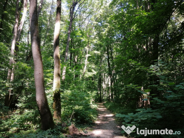 Raritate absolută: Teren 20.000 mp în inima Padurii Bănea