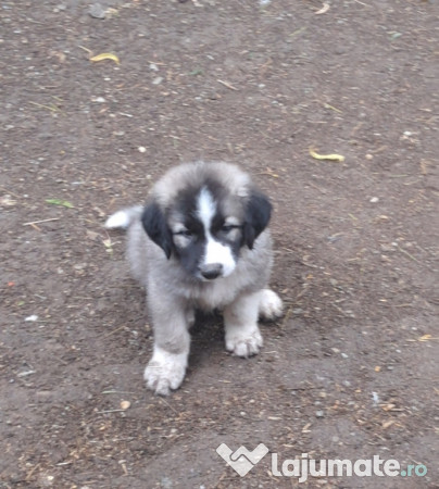 Ciobanesc Românesc Carpatin 