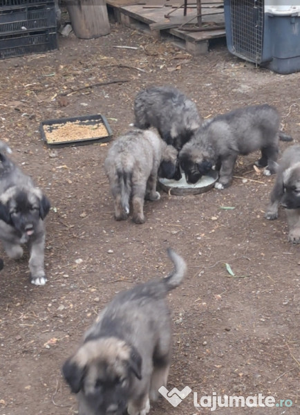 Ciobanesc Românesc Carpatin 