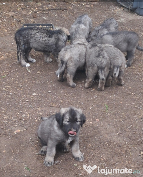 Ciobanesc Românesc Carpatin 