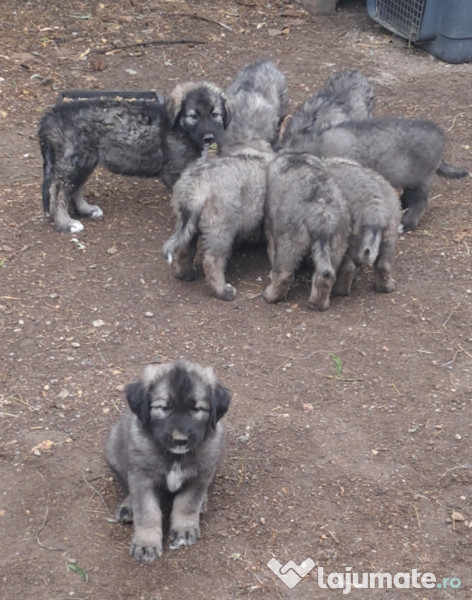 Ciobanesc Românesc Carpatin 