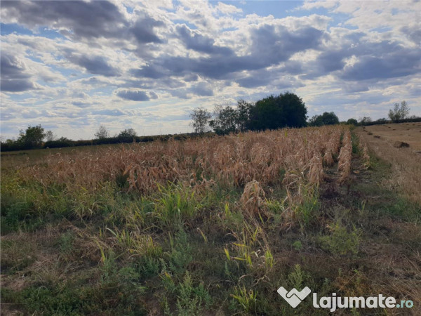 Teren extravilan in Santion 