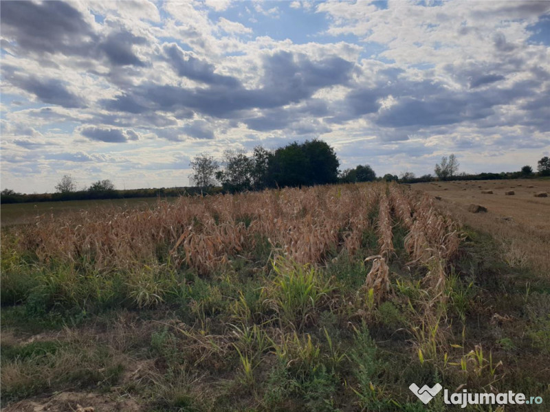 Teren extravilan in Santion 