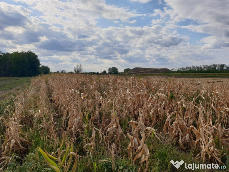 Teren extravilan in Santion 