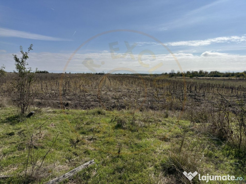 Teren 5216 mp la 2 pasi de autostrada A1 - com. Ratesti 