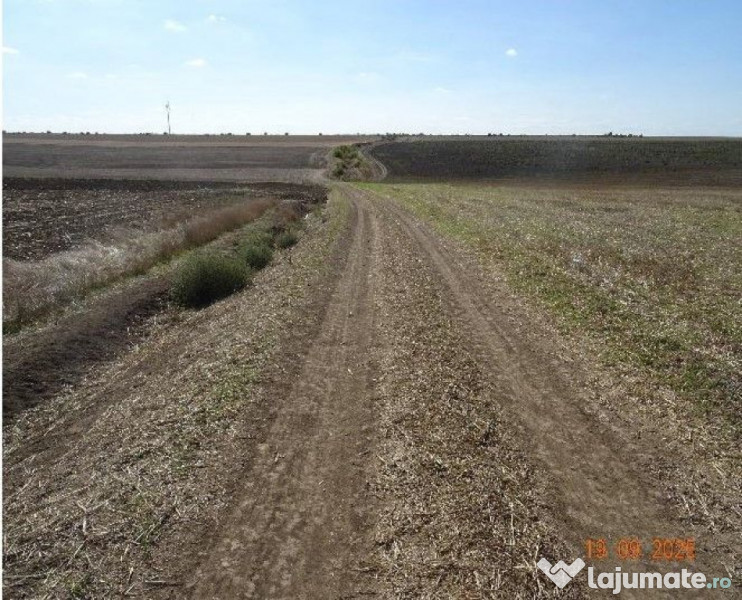 Teren extravilna Cota parte 1/16, CObadin, ID: R2782865 