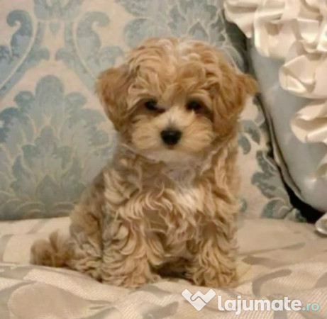 Maltipoo poodle mini toy 